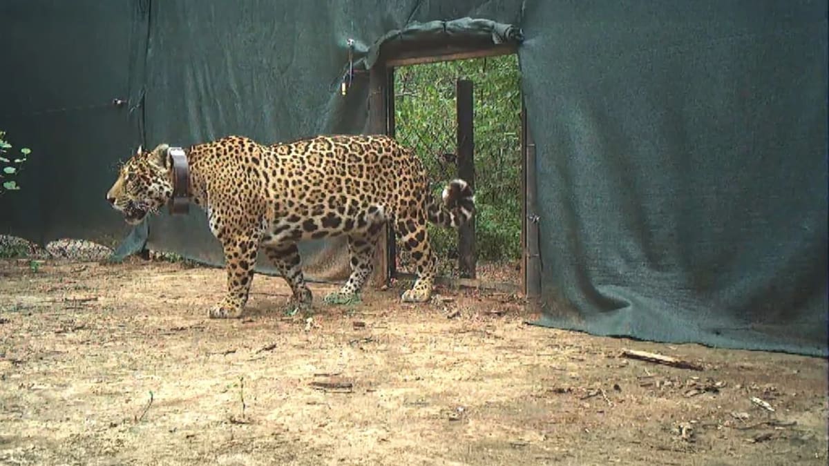 Liberaron a "Miní" en El Impenetrable, una yaguareté silvestre proveniente de Iberá. Foto: argentina.gob.ar