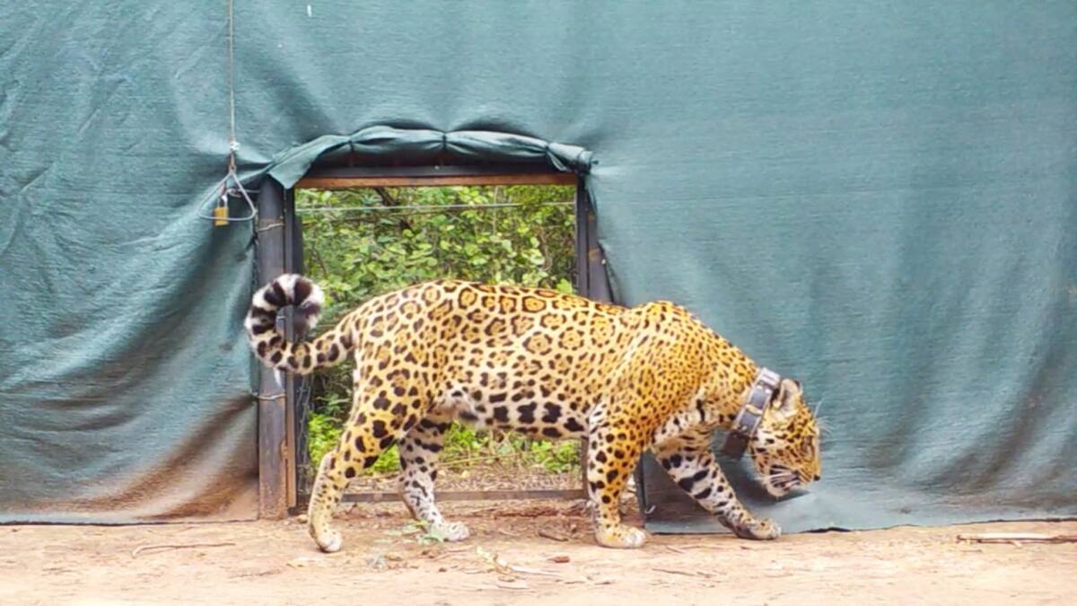 Crecen las esperanzas: liberan a Miní en El Impenetrable, una yaguareté silvestre proveniente de Iberá