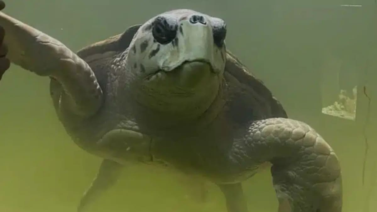 El tortugo Jorge continúa su aventura marina: recorrió 800 kilómetros y ya llegó a Brasil