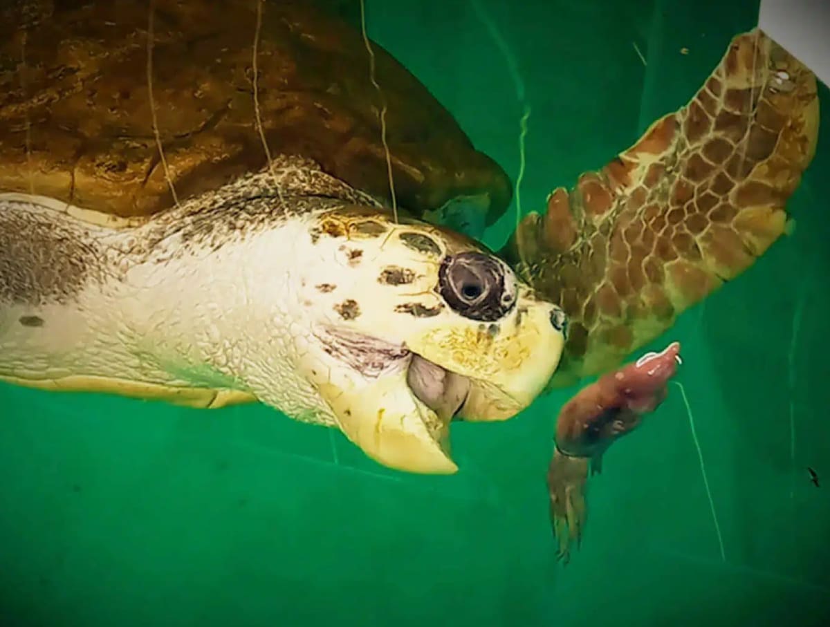 Liberaron al tortugo Jorge. Foto: Noticias Ambientales.