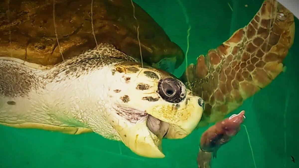 Jorge, el tortugo que emociona, avanza 2.200 km rumbo a Brasil. Foto Noticias Ambientales