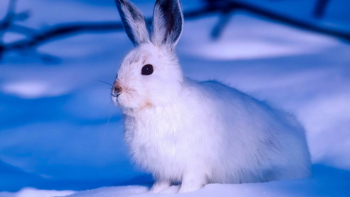 La liebre ártica resiste a temperaturas extremas. Foto Pixabay.