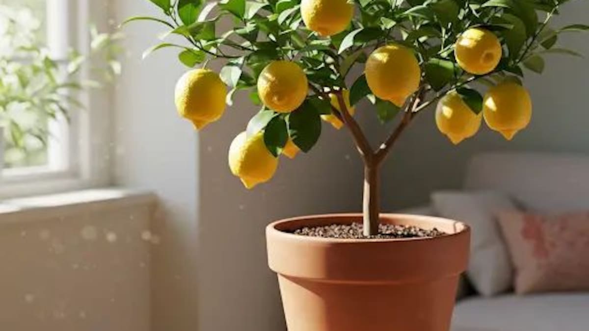 Dónde colocar la maceta de un limonero para que crezca fuerte y saludable.