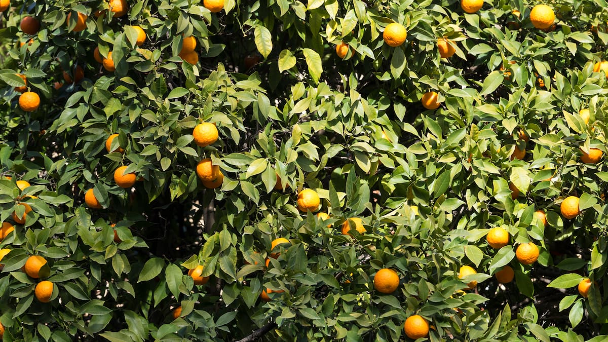 Ni químicos ni fertilizante: la técnica ideal para fortalecer un limonero durante el invierno y que crezca con fuerza