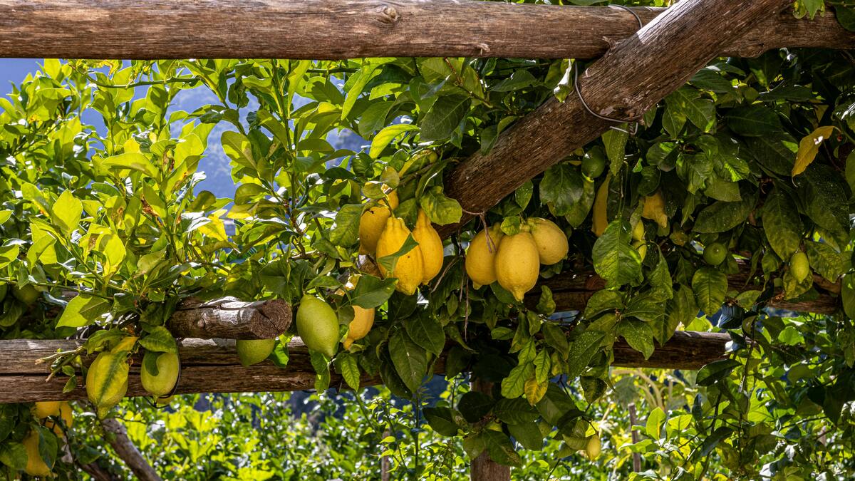 Limonero, árbol.