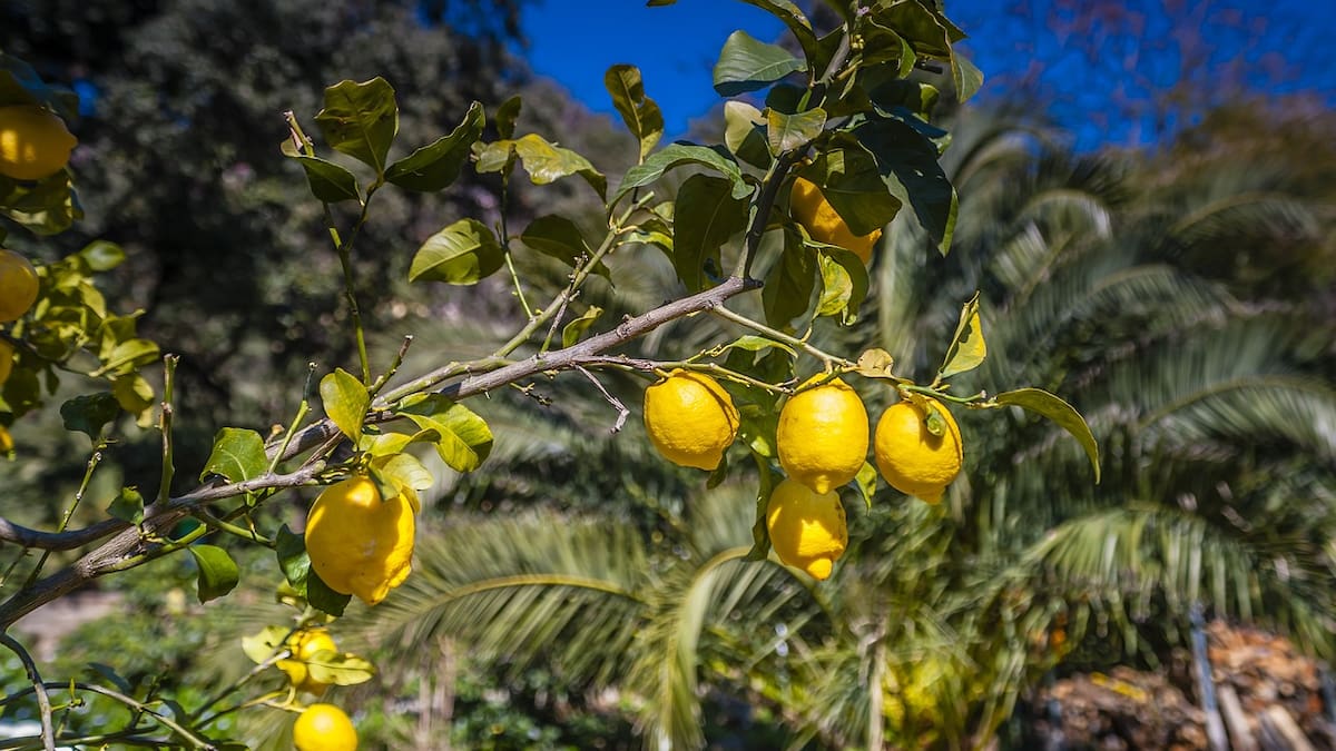 Limonero, árbol.