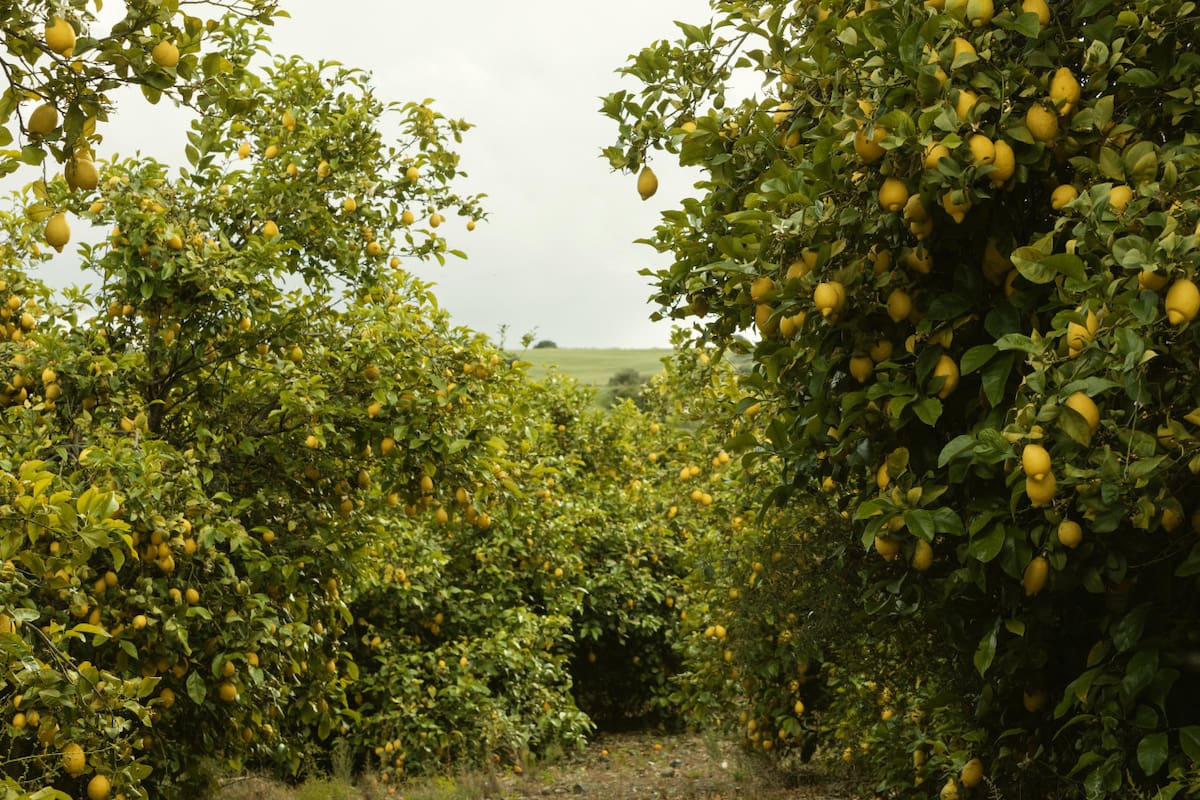 Limonero. Foto: Freepik.