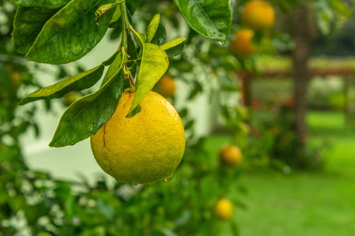 Limonero. Foto: Pexels.
