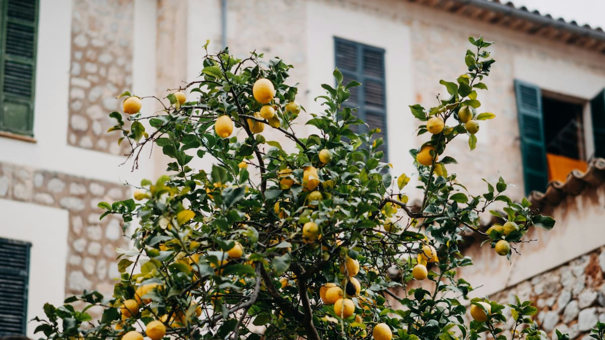 Cómo conseguir un limonero fuerte y con muchos frutos.