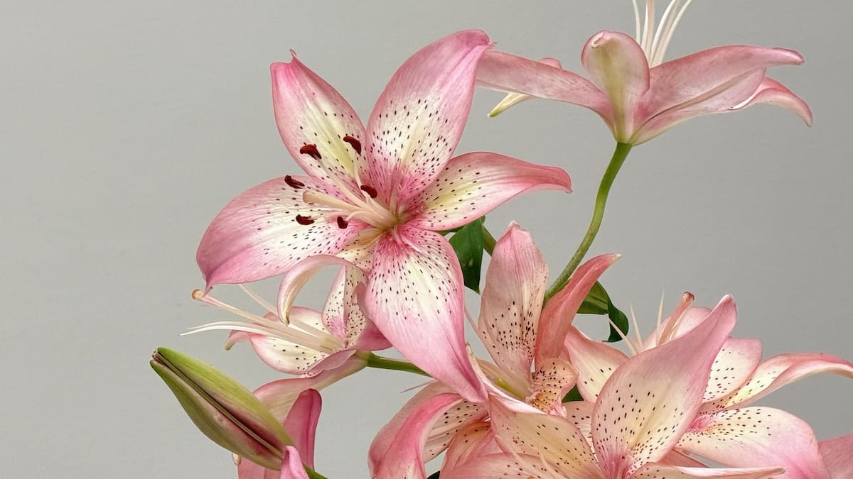Es más fácil que las orquídeas: guía completa de Lilium para llenar de color tu casa y que explote de flores