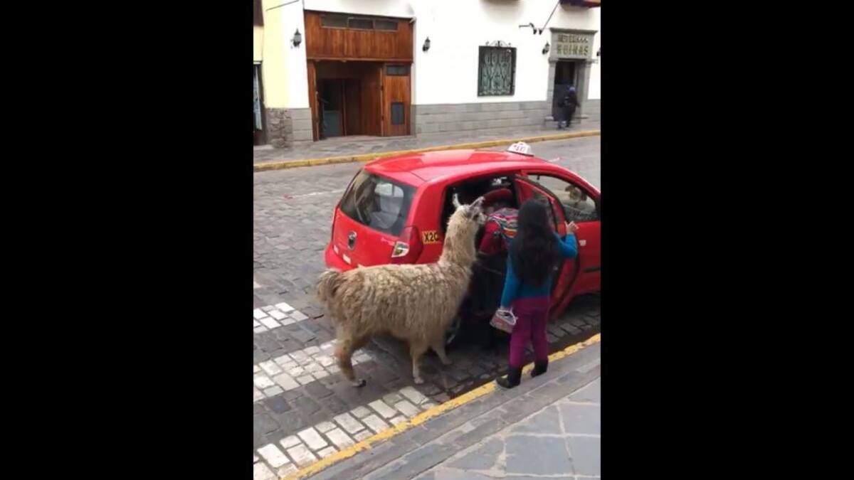 Llama se toma un taxi en Perú