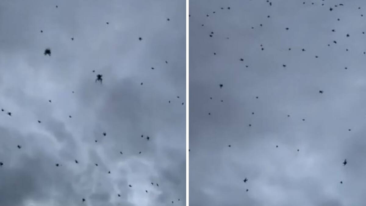 Lluvia de arañas en Brasil. Foto: capturas de video.