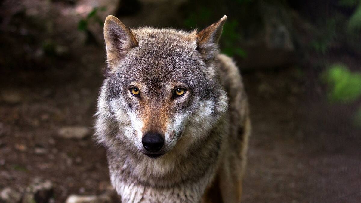 Lobo. Foto: Pixabay