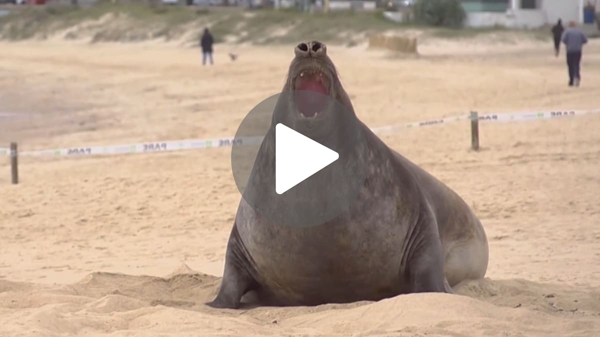 Apareció un elefante marino en las playas de Montevideo y quedó todo registrado: la sorpresa entre vecinos y turistas