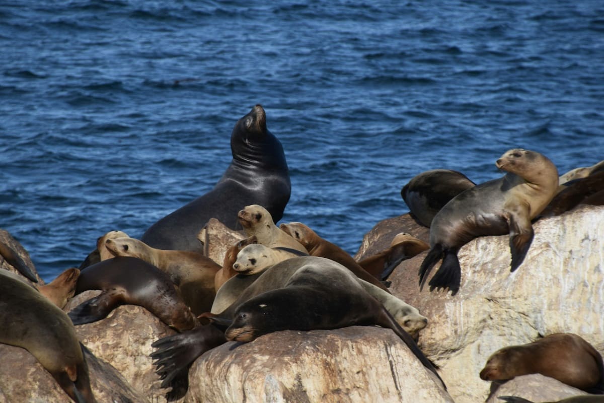 Lobos marinos. Foto: Unsplash.