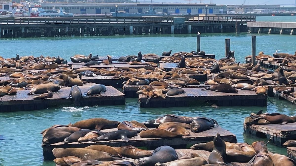 Lobos marinos en el muelle 39 de San Francisco. Foto: Instagram Pier39.