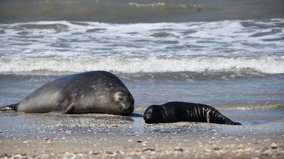 Visitantes inesperados en la costa: qué hacer cuando los lobos, focas o pingüinos se acercan a la playa