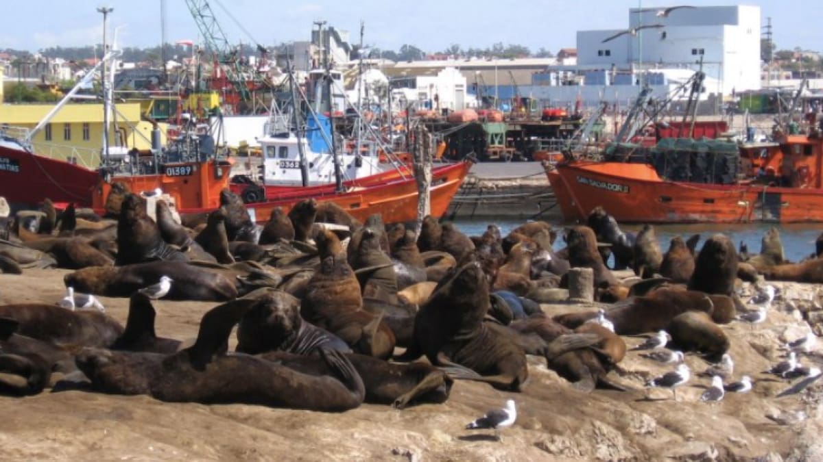 Lobos marinos en Mar del Plata. Foto: NA.