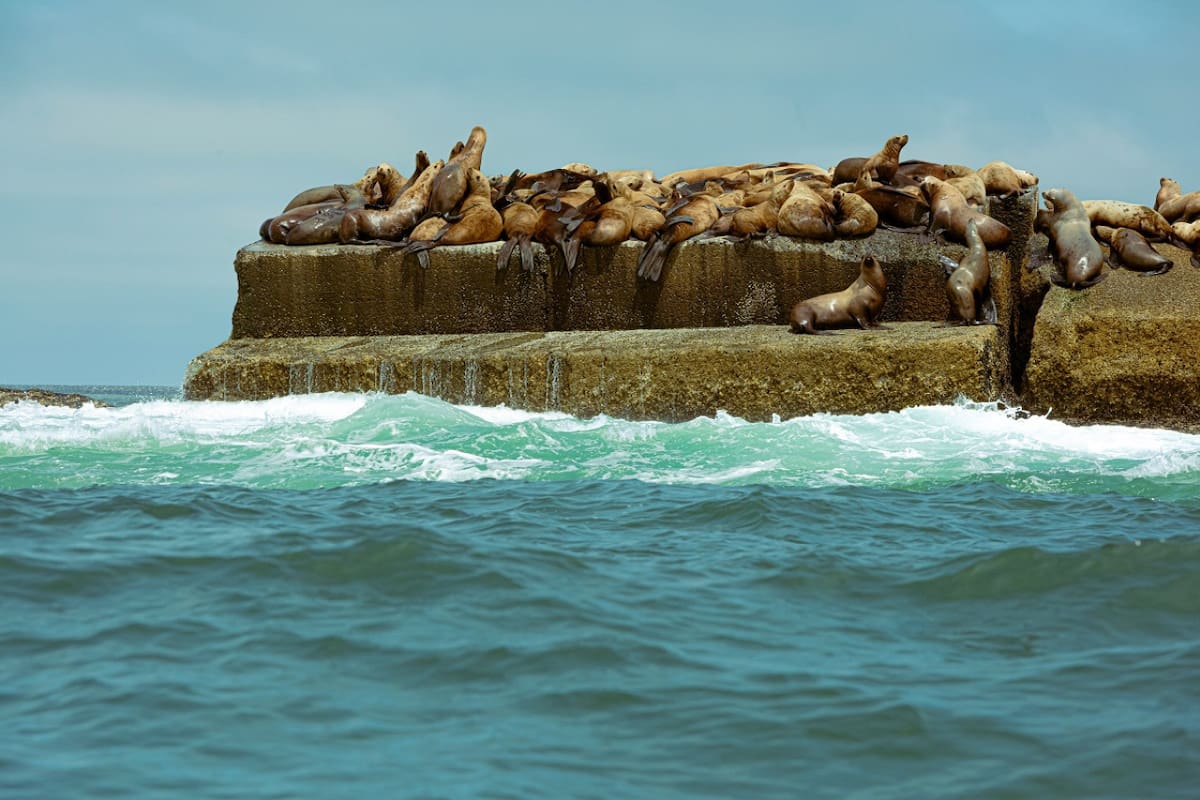 Lobos marinos. Foto: Unsplash.