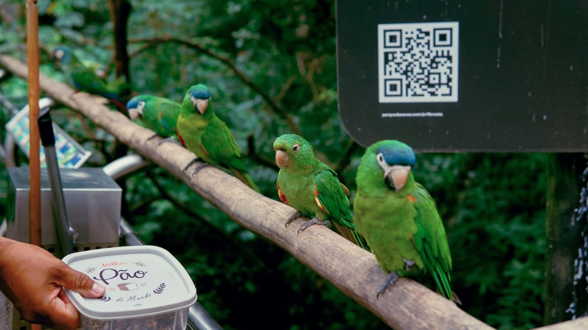 Loros; animales