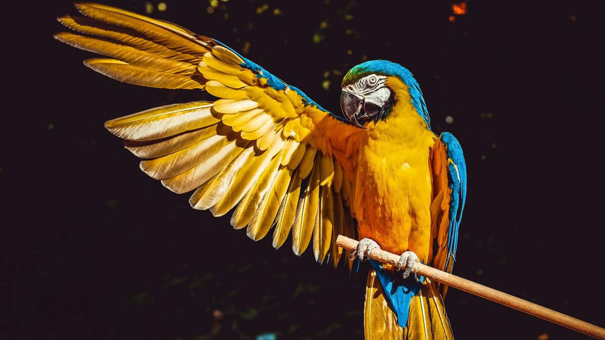 Loros. Foto: Unsplash.