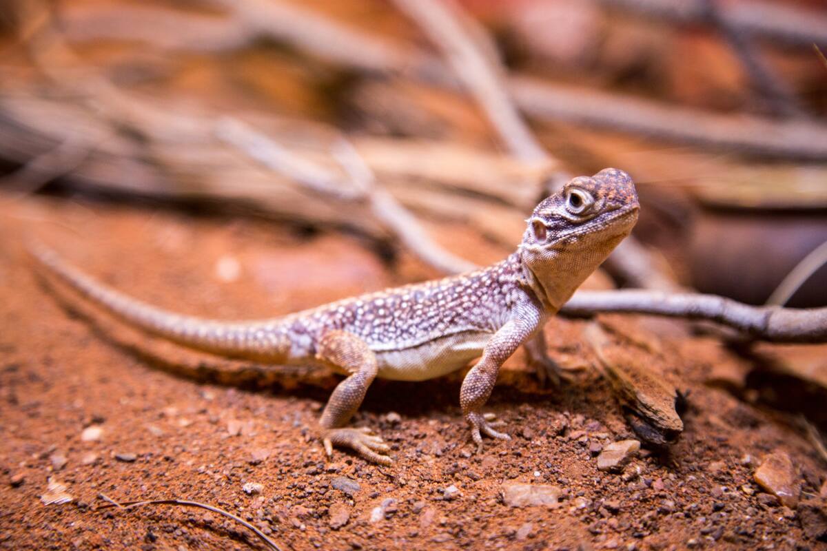 Los anfibios, el grupo más amenazado ante el cambio climático. Foto Unsplash.