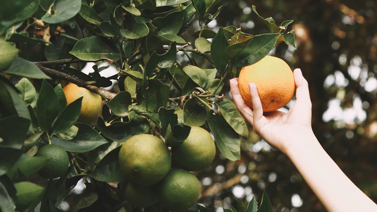 Árboles frutales: cuáles hay que podar en mayo para que den más frutos durante la primavera