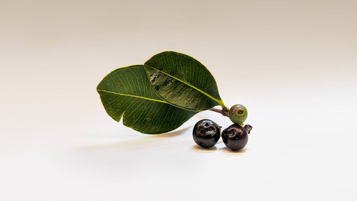 Los beneficios del açaí. Foto: Unsplash