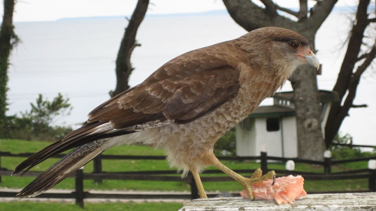 Los chimangos invadieron la ciudad de Mar del Plata.