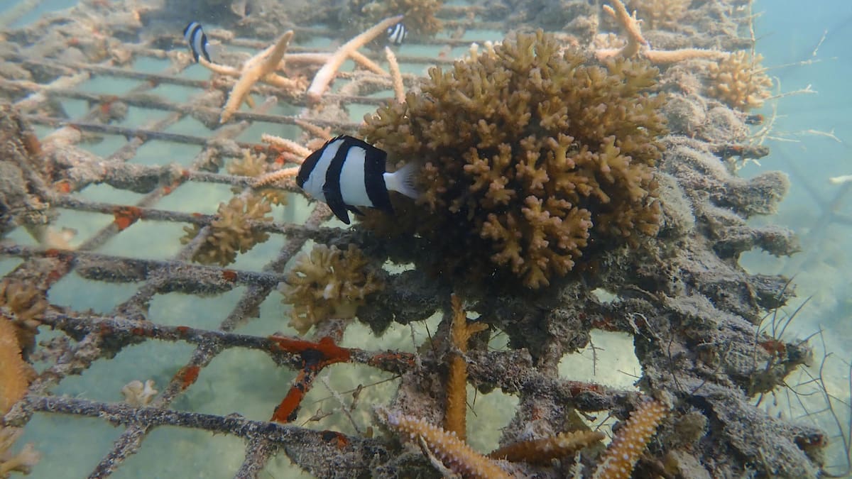 Los corales de Samoa en peligro por la crisis climática. Foto: EFE
