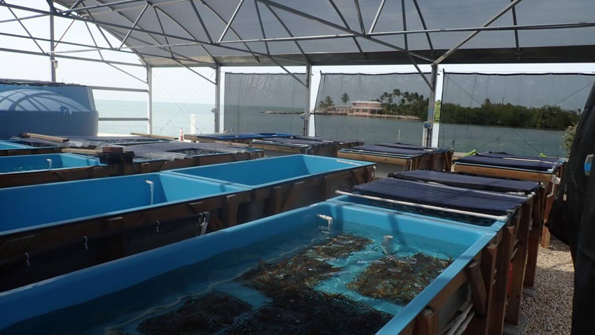 Los corales se resguardan en un laboratorio en tierra. Foto: EFE.