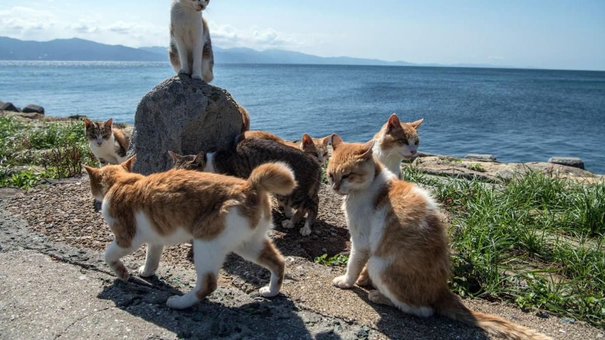 Desde Japón hasta Turquía: los destinos del mundo donde los gatos son los verdaderos dueños de las calles
