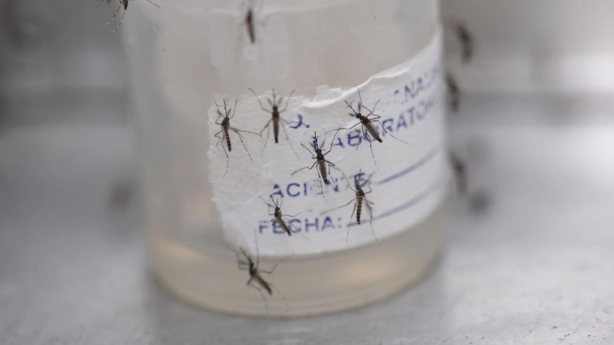El mosquito del dengue detecta la radiación infrarroja emitida por los cuerpos humanos. Foto: EFE.