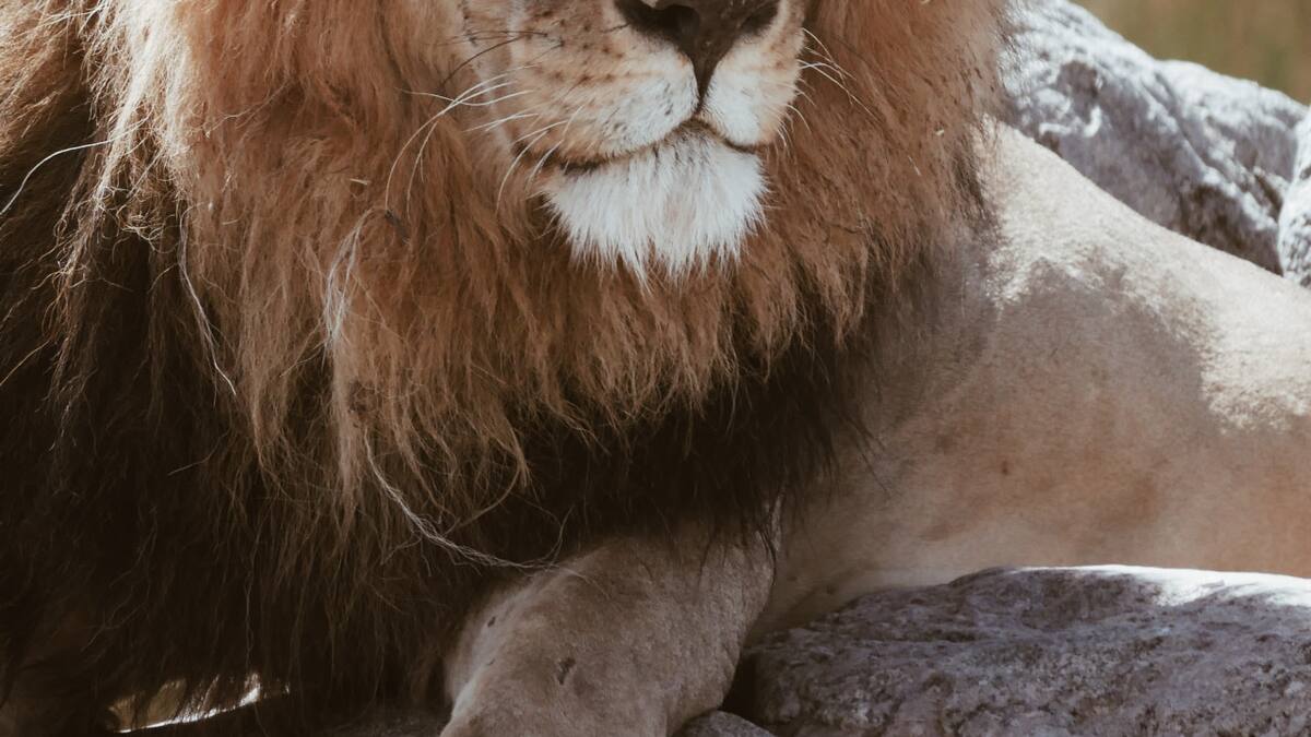 Los humanos, el principal terror de los animales. Foto: Unsplash