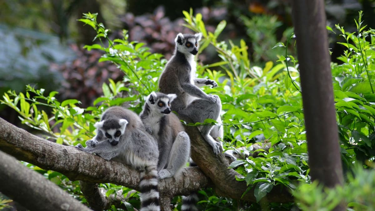 Los lémures están en peligro de extinción. Foto: Unsplash.