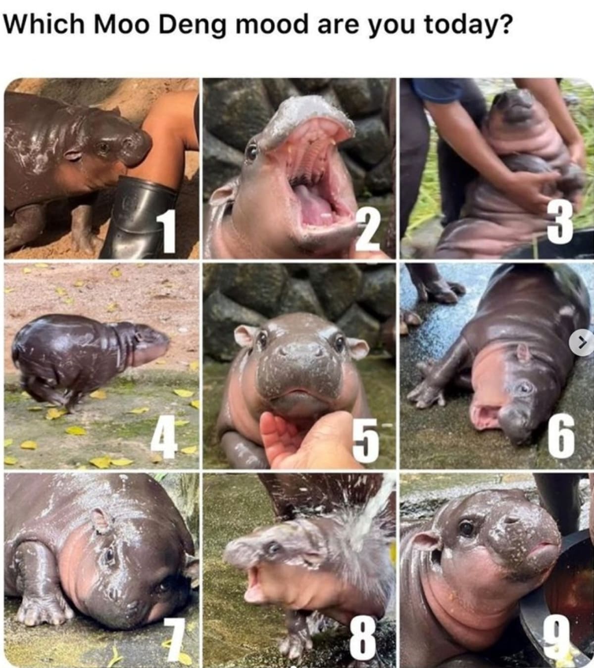 Los mejores memes de Moo Deng. Fuente: X