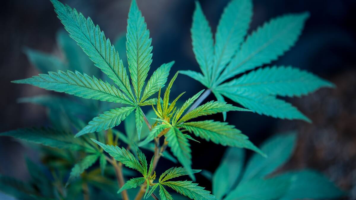 EE.UU. clasificará a la marihuana como una ''droga de bajo riesgo''. Foto Unsplash.