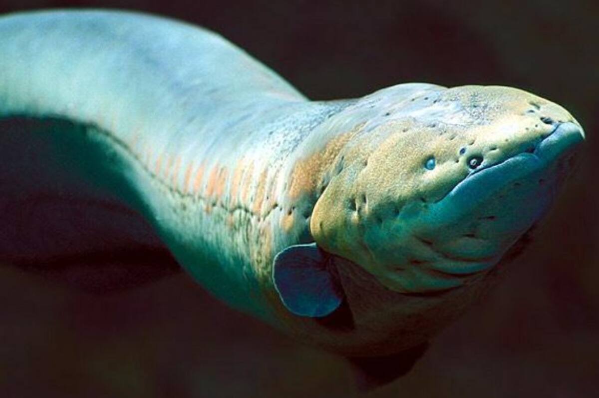 Los peligros de las anguilas eléctricas para los humanos. Foto: X