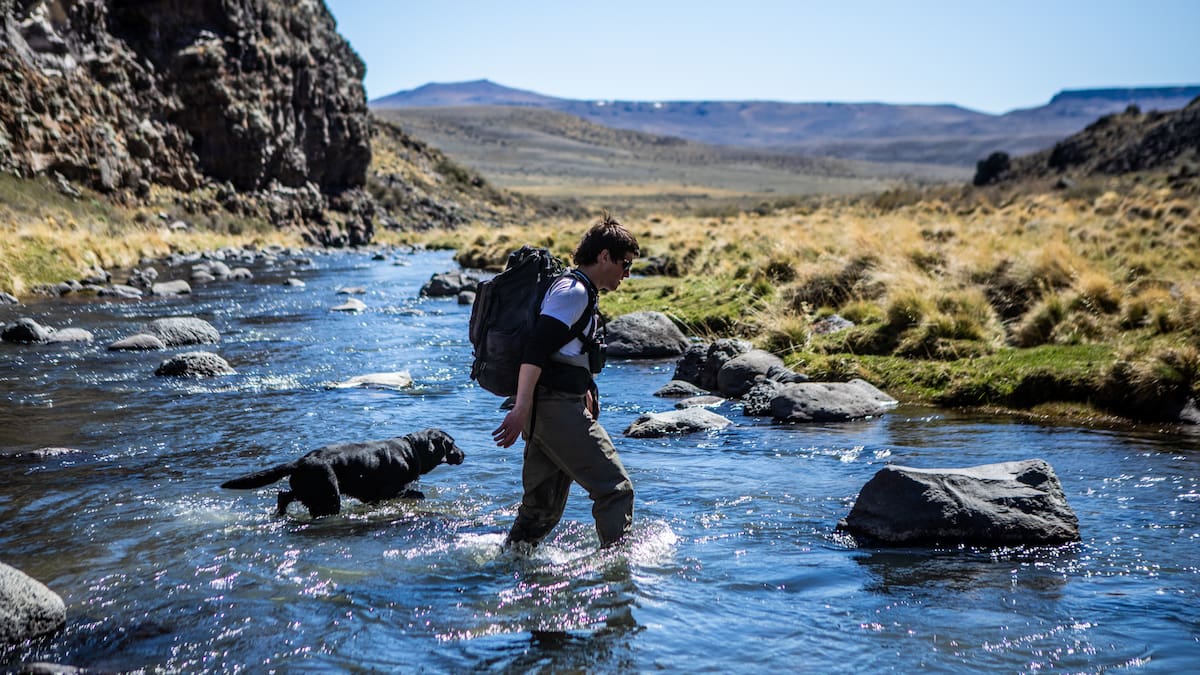 Amigos del hombre y protectores de la naturaleza: los perros de búsqueda que trabajan para la conservación de especies