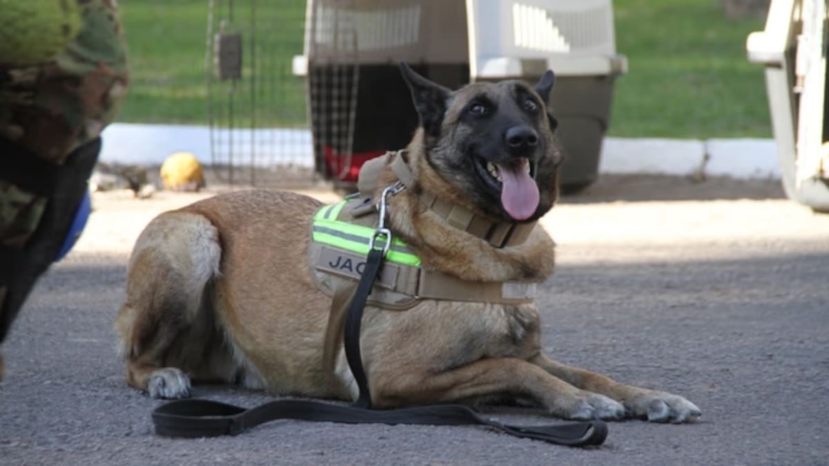 Terremotos en Venezuela: los perros Jack y Derek se suman a la misión humanitaria argentina