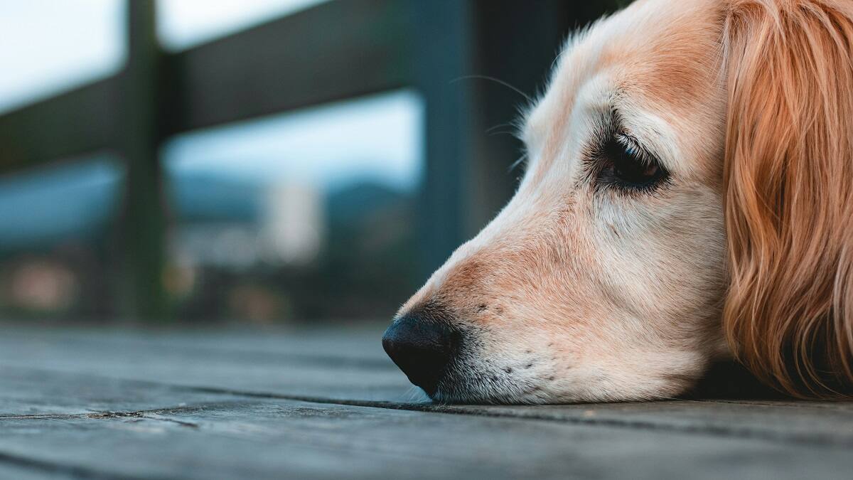 Los perros producen lágrimas cuando se reencuentran con sus dueños.