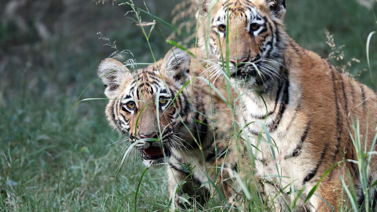 Los primeros 2 tigres de Bengala nacidos en cautiverio. Foto: EFE.