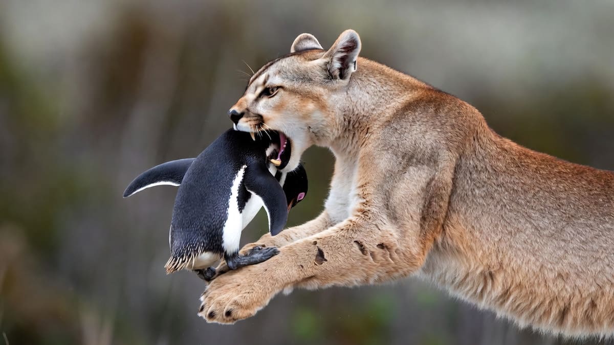 ¿Qué comen los pumas de la Patagonia? Un estudio de seis años reveló cuál es su presa favorita