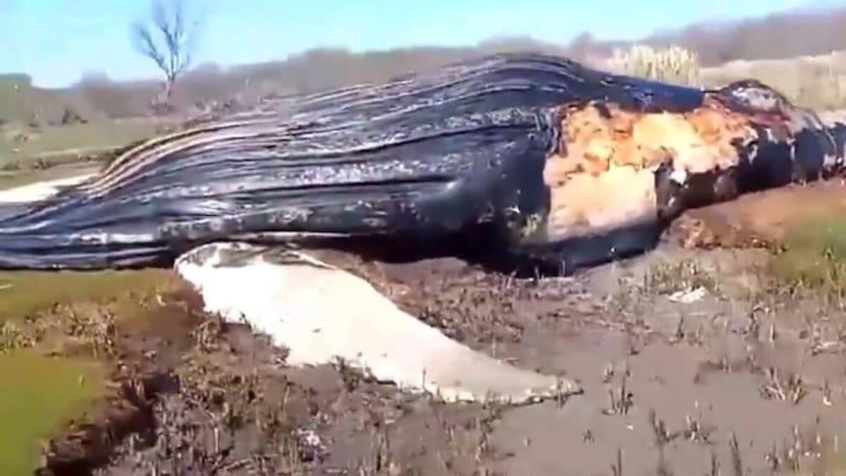 El dramático video de una ballena muerta en las costas argentinas. Foto: Captura de video.