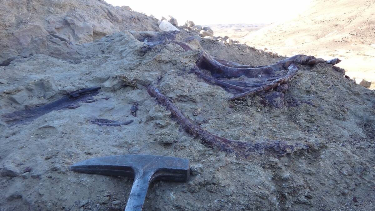 Los restos óseos del dinosaurio Joaquinraptor casali, hallado en la Patagonia.