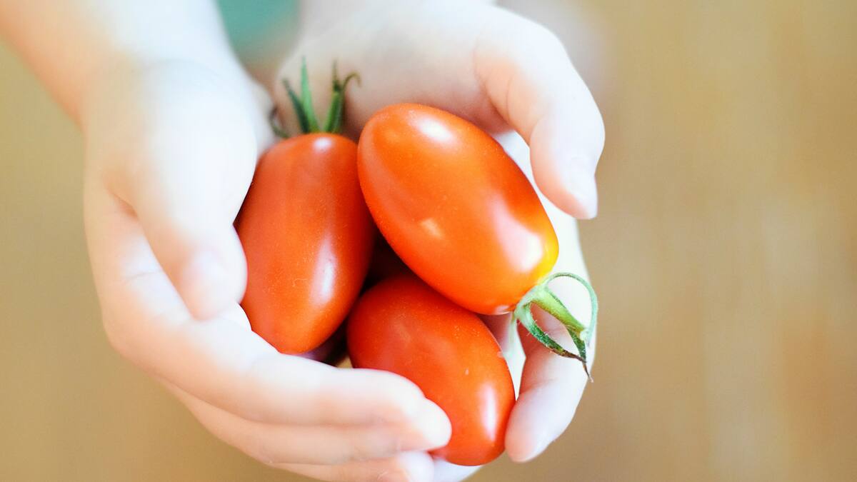 ¿Por qué los tomates no pueden ponerse en la heladera?