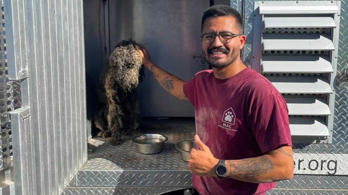 Perro rescatado en Estados Unidos.