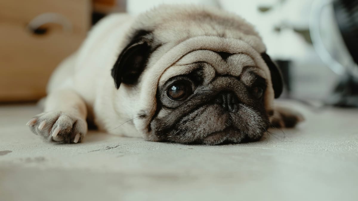 Los veterinarios advierten que los ronquidos del pug no siempre son normales.