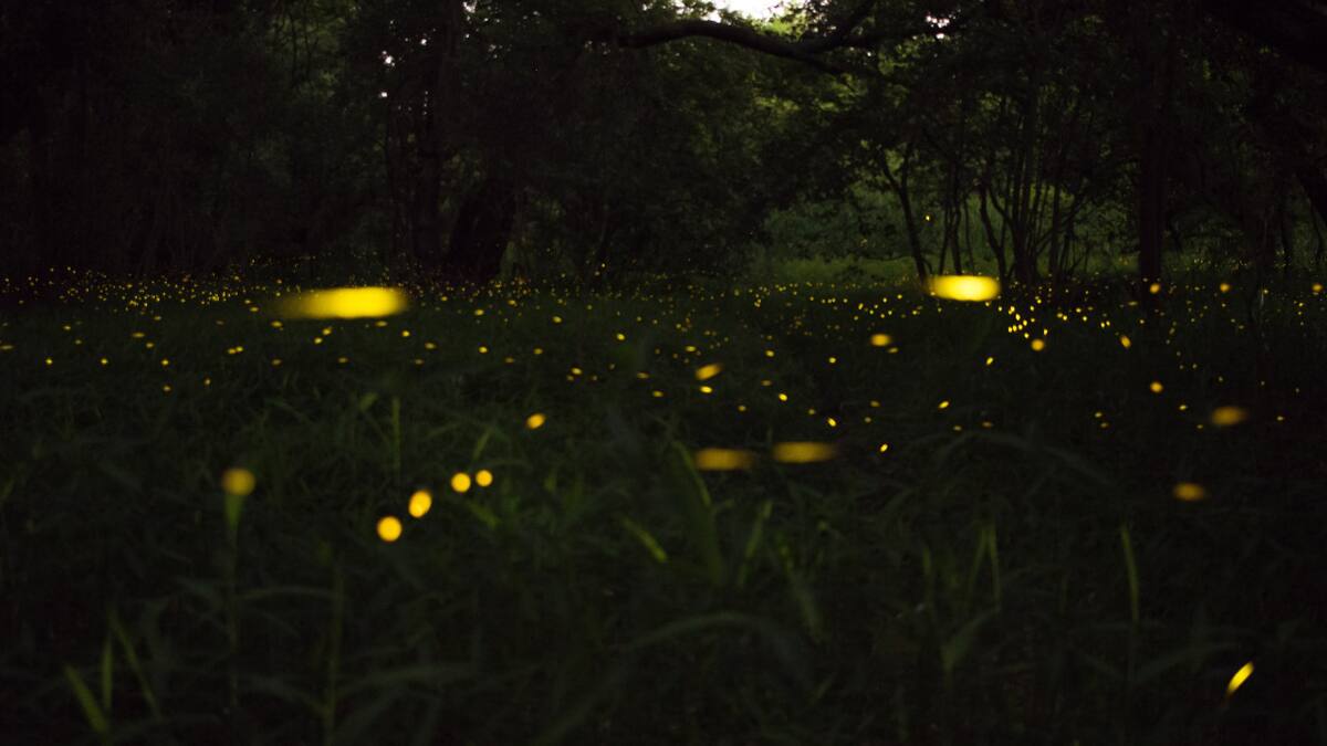 Luciérnagas. Foto: Unsplash