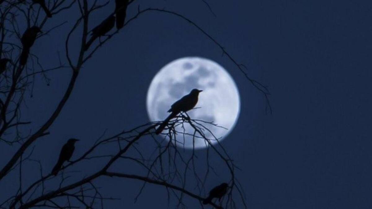 Luna de Castor